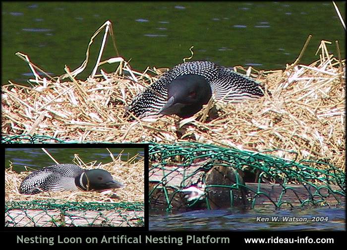 Loon Hiding on Nest