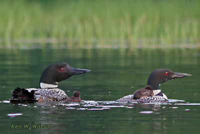 Loon Family