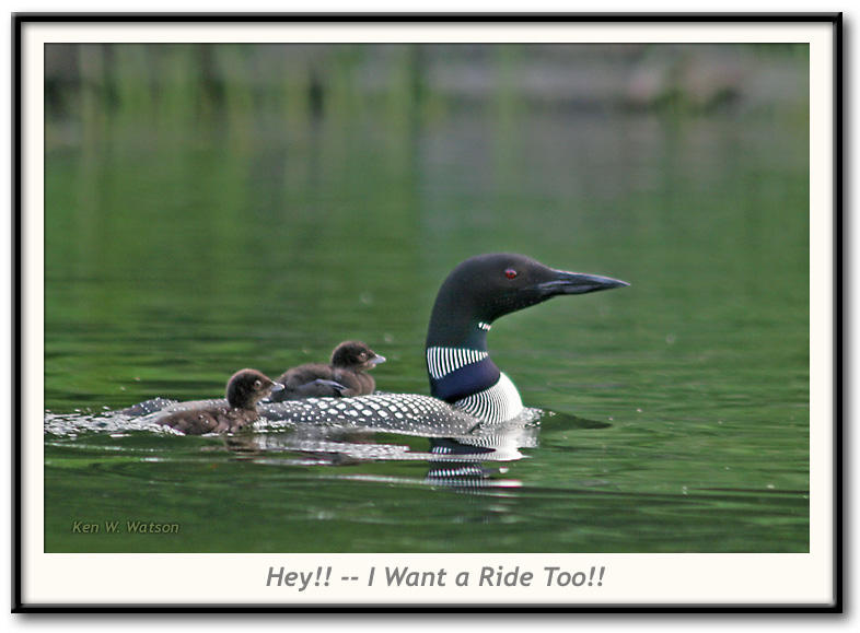 Loon Family