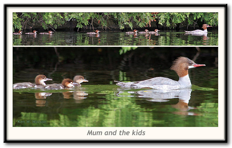 merganser chicks