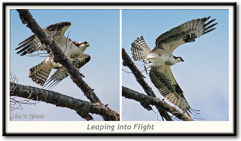 ospreys