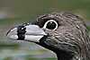 pied-billed-grebe