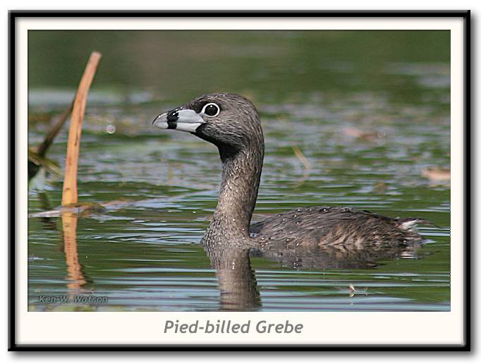 Pied-billed Grebe