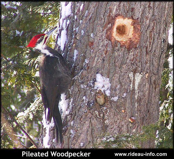 Pileated Woodpecker