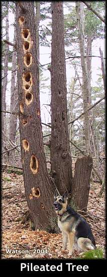 Pileated Tree