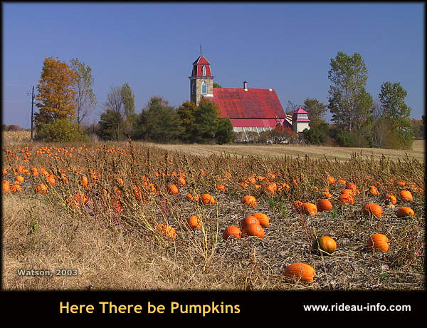 The Pumpkin Patch