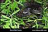 Black Rat Snake