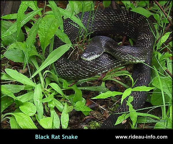 Black Rat Snake