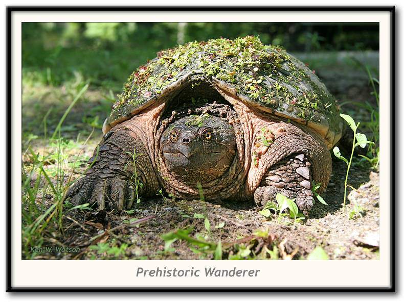 Snapping Turtle