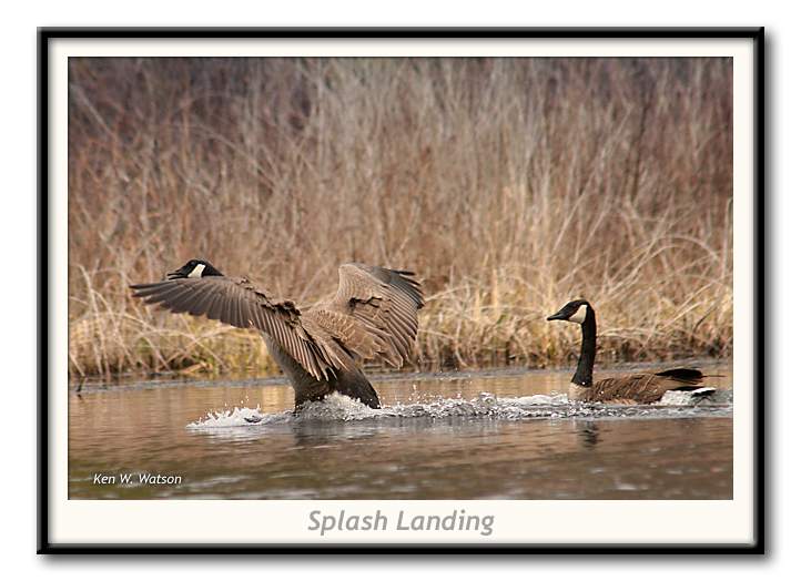 splash-landing