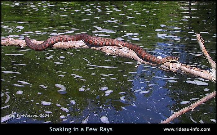 Sunning Snake