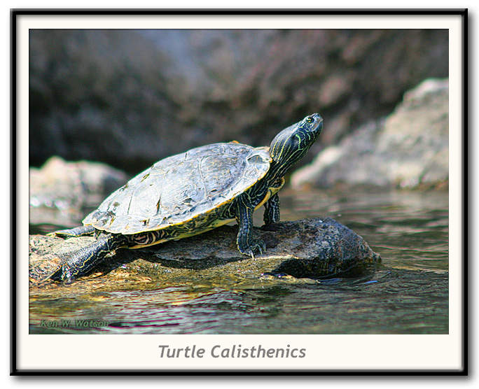 Sunning Map Turtle