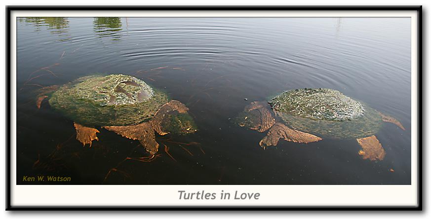 Turtles in Love