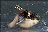 Wood Duck Liftoff