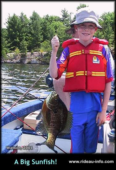 A Big Sunfish