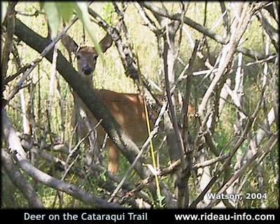 deer