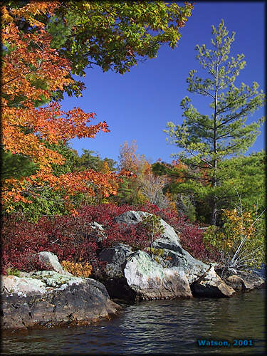 Fall Colours