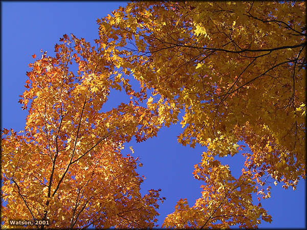 Fall Colour