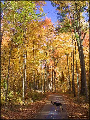 Fall Road