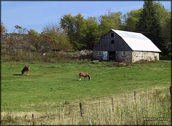 Horses and Barn