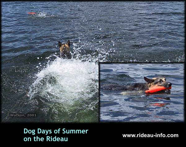 Katie the Water Dog