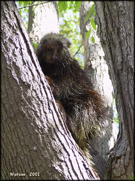 Porcupine