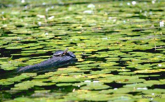 Turtle on log