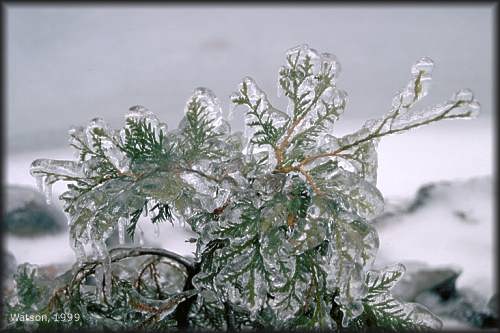 Ice Cedar
