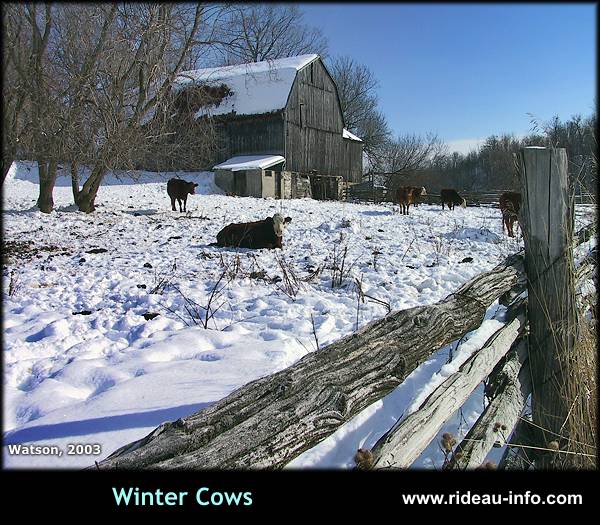 Winter Cows