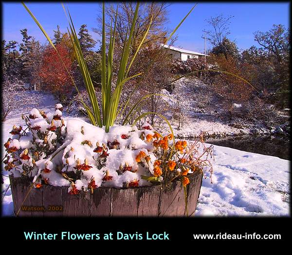 Winter Flowers at Davis Lock