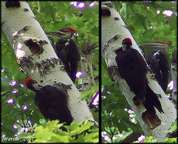 Woodpecker