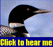 Loon Picture