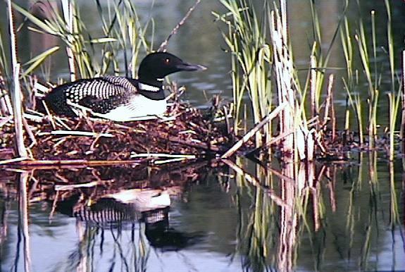 Loon On Nest