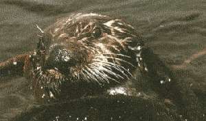 Sea Otter